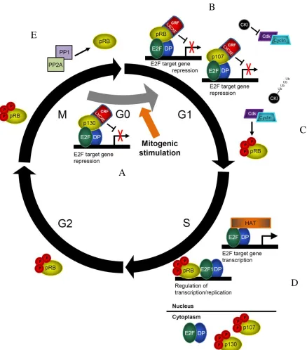 Figure 1.3: The current model of proliferative control by pocket proteins. 