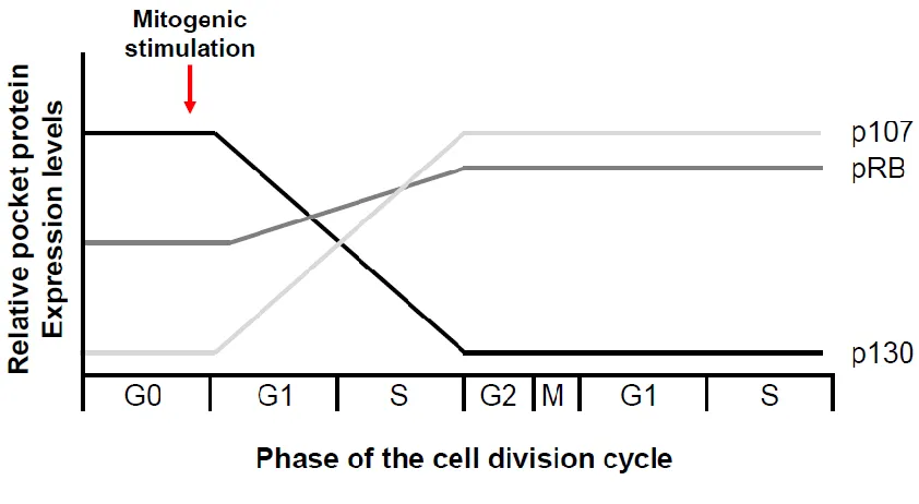 Figure 1.4: Pocket proteins are differentially expressed during the cell division cycle