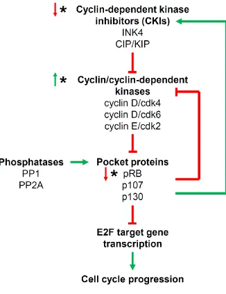 Figure 1.5: The pocket protein regulatory pathway.   