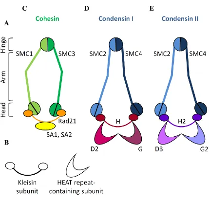 Figure 1.8: Cohesin, Condensin I and Condensin II are complexes of the structural maintenance of chromosome (SMC) family