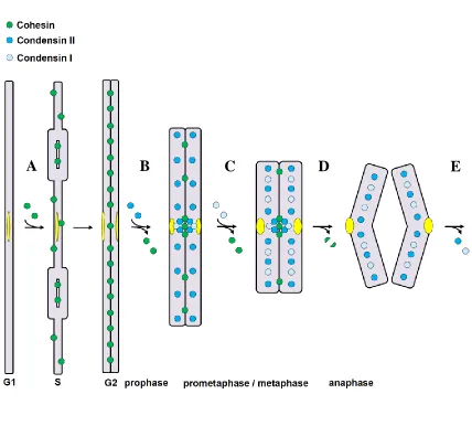 Figure 1.9: The SMC proteins are key chromosomal components for mitosis. 