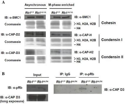 Figure 2.3: Defective loading of Condensin II complexes on Rb1ΔL/ΔL chromosomes.