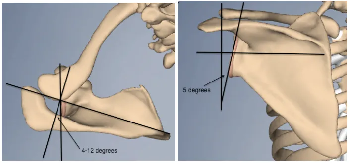 Figure 1-2. Glenoid Retroversion and Inclination 