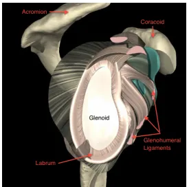 Figure 1-4. Glenoid with Soft-tissue Restraints 