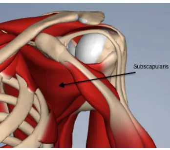 Figure 1-6 – Posterior view of Shoulder with Rotator Cuff Muscles 