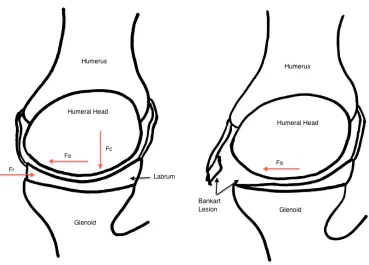 Figure 1-7. Glenohumeral Joint Concavity-Compression Effect.  