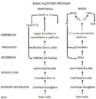 Figure 3.  Comparative Basic Auditory Pathway Between Mammals and Birds. 