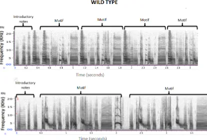 Figure 5. Spectrograms of two wild-type zebra finches songs. 