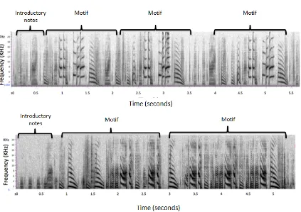Figure 7. Spectrograms of fragments of two wild type Bengalese finch songs 