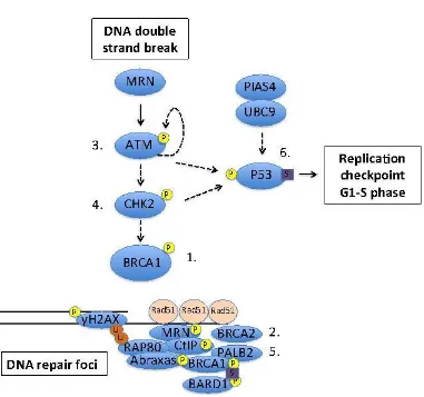 Figure 1. (Modified from Shuen A.Y. and Foulkes W.D. 201129) Double stranded DNA break repair pathway