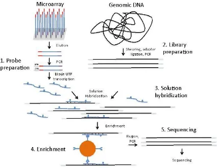 Figure 2. (Gnirke et al. 2009) 42 Library preparation workflow for Illumina sequencing