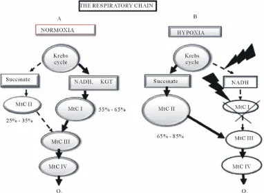 Figure 1. Reprogramming of the respiratory chain function and switching from oxidation of NAD-related substrates (MtC I) in normoxia A to succinate oxidation (MtC II) in hypoxia B