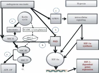 Figure 3. Role of mitochondrial signaling in cell-to-cell interactions in hypoxia. more efficient pathway of energy production in the conditions of rapidly progressing oxygen shortage (a); 2) succinate-de- pendent PDH inhibition, subsequent stabilization o