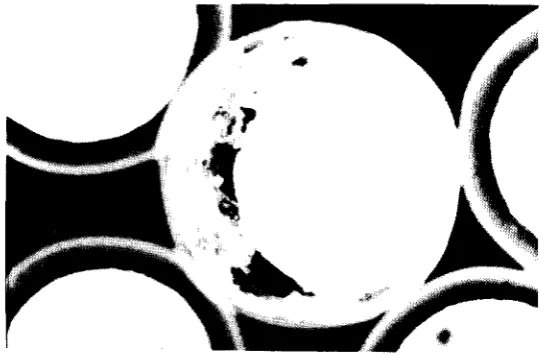 Fig. 10 Kernel/coating reaction at advanced stage. 