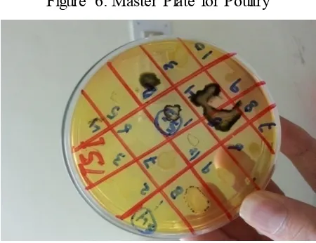 Figure 6: Master Plate for Poultry 