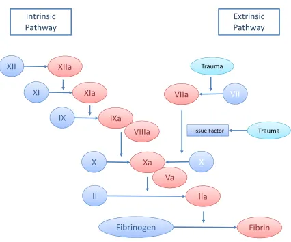 Figure 1.2 Schematic representation of the coagulation cascade. 