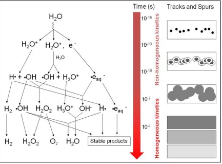 Figure 2.3   The effect of ionizing radiation on water [58]. 