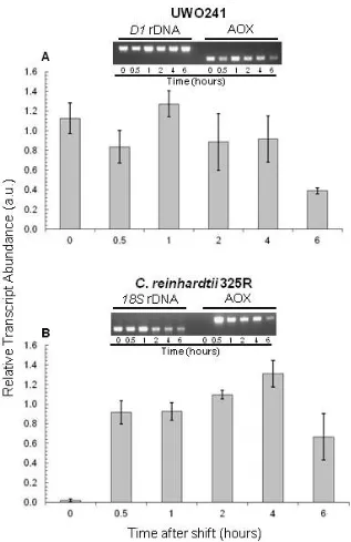 Figure 3- 4 Relative transcript abundance of AOXand  in Chlamydomonas sp. UWO241 (A) C