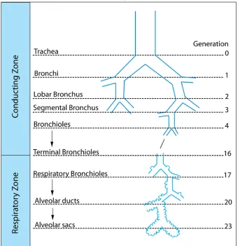 Figure 1-4  Schematic of the Human Airways   The conducting zone of the lungs does not participate in gas exchange and extends from generation 0 to generation 16