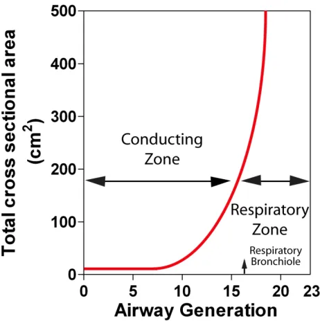 Figure 1-5 Schematic showing the rapid increase in the cross sectional area of the airways as the airway generation increases within the respiratory zone