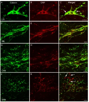 Figure 3 The co-expression of galanin-ir and GRP-ir in LSt cells, IML, CAN and SPN of 