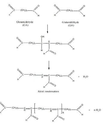 Figure 11: Aldol condensation of monomeric glutaraldehyde to form polymeric glutaraldehyde 