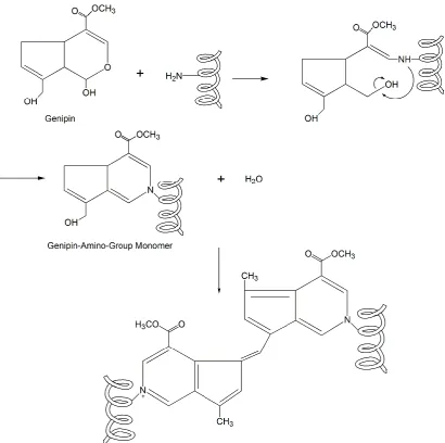 Figure 13: Schematic illustration of the intramolecular crosslinking structure of genipin 
