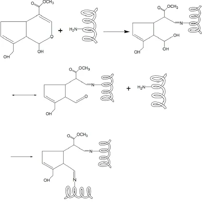 Figure 15: Reaction mechanism of genipin crosslinked collagen proposed by Zhu et al. [100] 