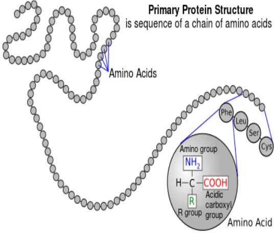 Figure 2.1: Transcription and Translation. From: tokresource.org
