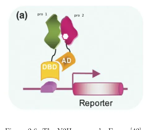 Figure 2.6: The Y2H approach. From: [42]