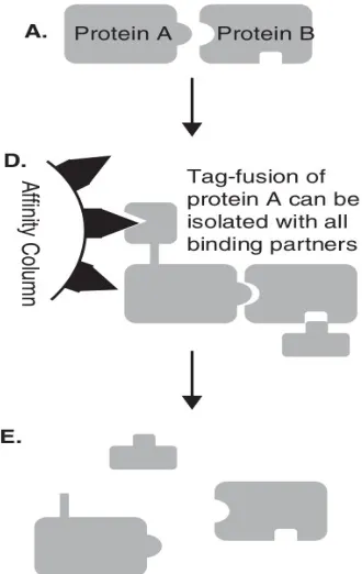 Figure 2.7: Tandem aﬃnity puriﬁcation. From: [15]