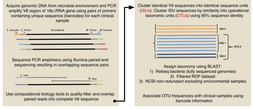 Figure 1-4. Workflow used for multiplexed Illumina V6 sequencing for studies presented in this thesis 
