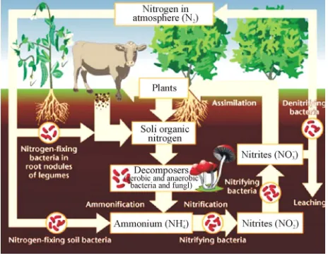 Figure 1. Nitrate cycle. 