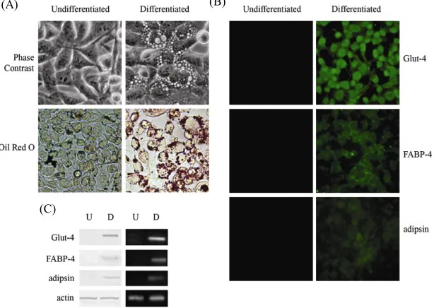 Figure 2. Differentiation of 3AB-OS cells toward mesoderm- derived cell lineages: osteogenic differentiation