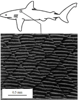 Figure  1.1: Tooth-like scale structure on a Galapagos shark (Bhushan 2009). 