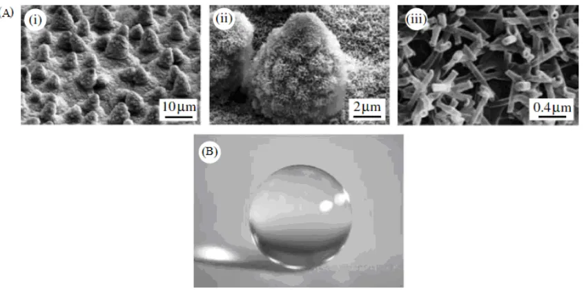 Figure  1.2: (A) Scanning electron microscope (SEM) micrographs (shown at three 