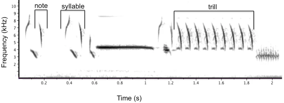 Figure 1 – An annotated spectrogram of an exemplar song sparrow song. A note is defined as an unbroken trace on the spectrogram, a syllable consists of one or more notes that always occur together in the same order, and a trill consists of a syllable repea