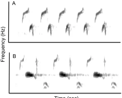 Figure 5 – Spectrograms of trills from song sparrows, illustrating an example of a simple trill (A) and a complex trill (B)