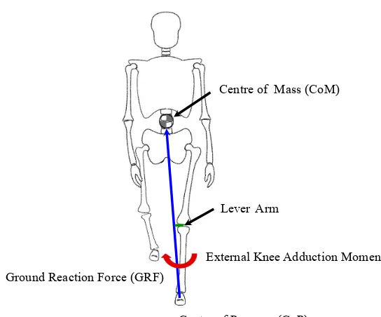 Figure 1.3: During walking, the ground reaction force (GRF) vector originates at the foot’s centre of pressure (CoP) and passes medial to the knee towards the body’s centre of mass (CoM)