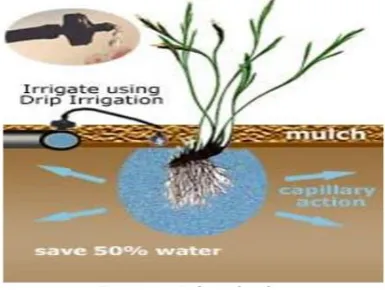 Figure 3: Typical Drip Irrigation 