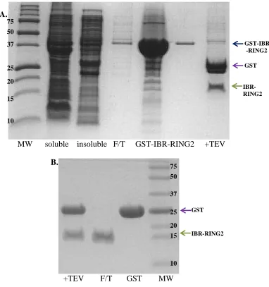 Figure  3.3: SDS-PAGE gels showing two-step purification of IBR-RING2  the GSTrap HP column