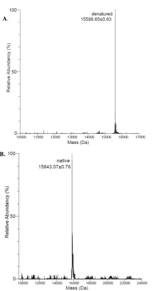 Figure  3.5: Deconvoluted ESI-MS of proteins under denaturing and non-denaturing conditions, which show the mass of both the native and denatured state of IBR-RING2
