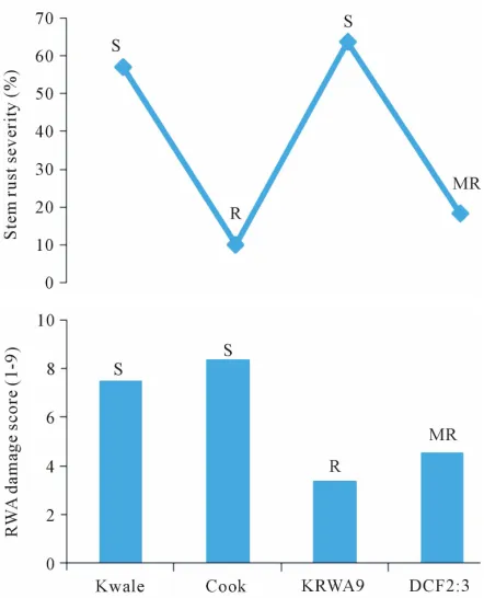 Figure 1. Stem rust severity index (above) and RWA dam-age index (below) recorded on “Kwale”, “Cook”, “KRWA9” and DC F2:3 during open field yield evaluation trial