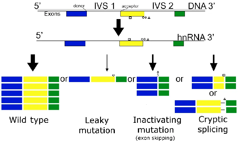 Figure 1. Types of splicing mutations that affect structure and/or abundance of 