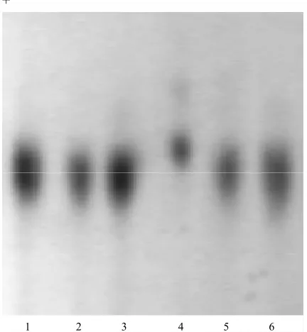 Figure 1. Isozyme patterns of malic enzyme (ME1) in sugar beet hybrid plants RT × SB. Phenotypes ME1: 1 - 3-FS; 4-FF; 5, 6-FS