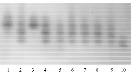 Figure 2. Isozyme patterns of malic enzyme (ME1) in the seed progeny obtained from the pollination of tester plant 12 with the pollen of plant 18