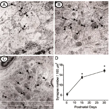 Figure 7During the first phase (growth phase), the dendritic 