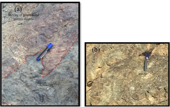 Figure 5. (a) A massive thick amphibole layer has been developed as the contact zone between the mixing of granitic rocks and gabbro, (b) massive actinolite grains