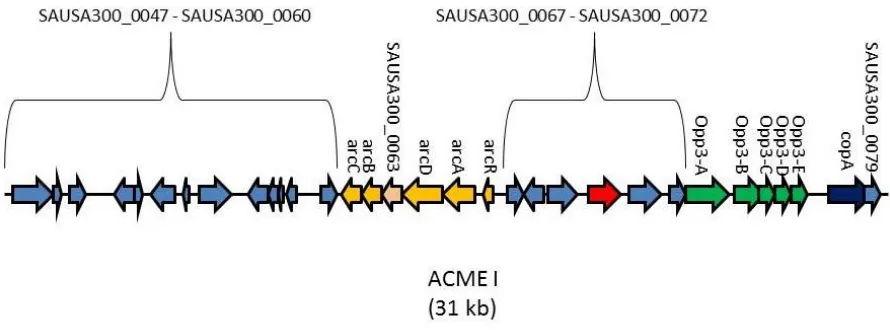 Figure 1. The Arginine mobile genetic element. The 31-kb ACME is unique to the 