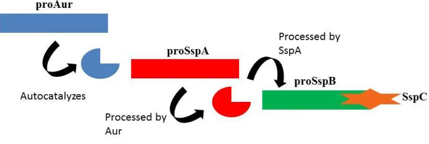Figure 3. The staphylococcal proteolytic cascade. Induction of the straphylococcal proteolytic cascade results in the autocatalyzation of aureolysin to its mature form, which in turn results in the maturation of SspA and culminates with the activation of S